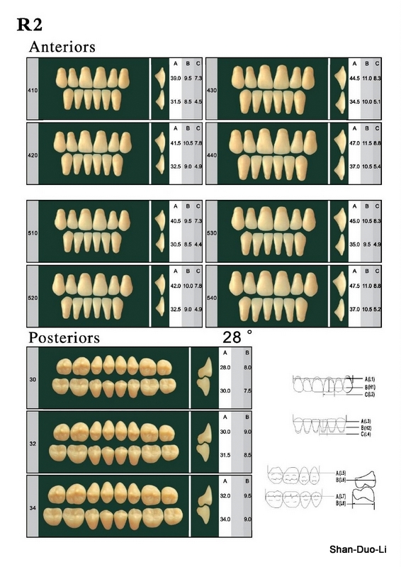 R2 Synthetic Resin Teeth